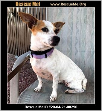 - Arizona Small Dog Rescue - Phoenix, Az - Available Pets