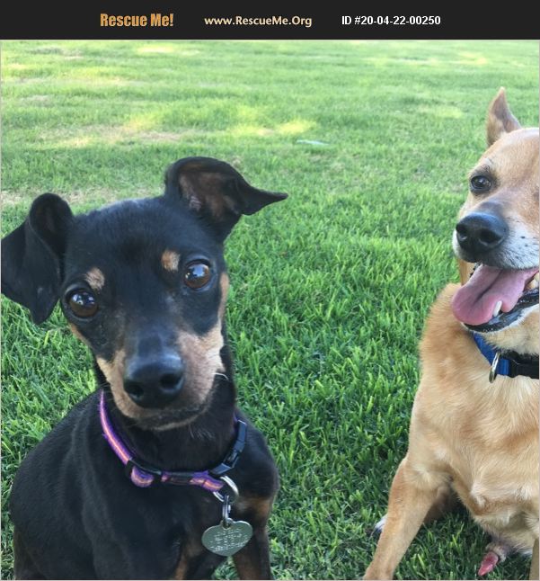 ADOPT 20042200250 Miniature Pinscher Rescue Long Beach, CA