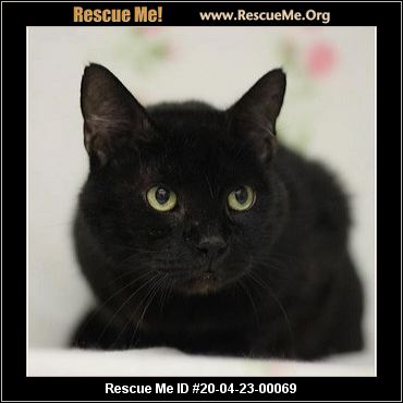 - Virginia Cat Rescue - ADOPTIONS - Rescue Me!