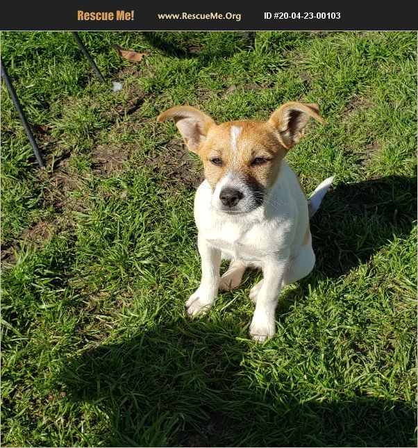 ADOPT 20042300103 Jack Russell Rescue Scotland Neck, NC