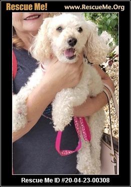 - Florida Poodle Rescue - ADOPTIONS - Rescue Me!