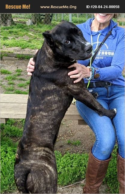 Adopt 20042400058 ~ Mastiff Rescue ~ Heathsville, Va