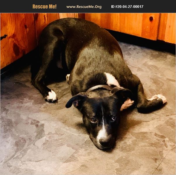 ADOPT 20042700017 Lab Rescue Benton, PA