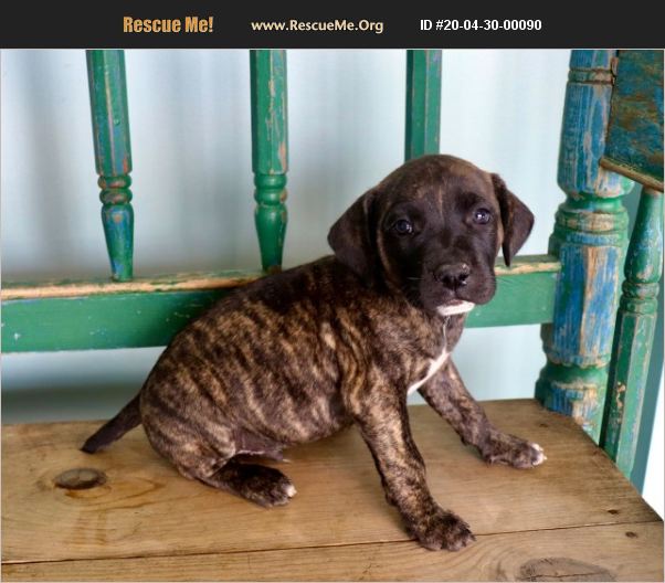 ADOPT 20043000090 Boxer Rescue San Antonio, TX