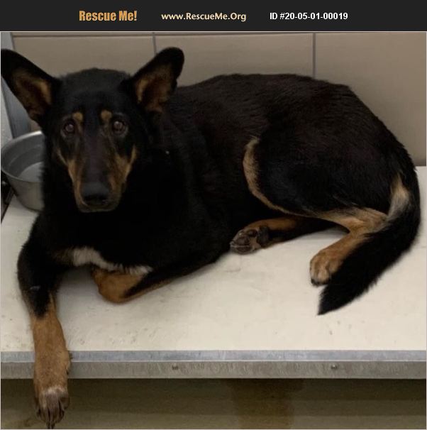 ADOPT 20050100019 Australian Kelpie Rescue Colorado Springs, CO