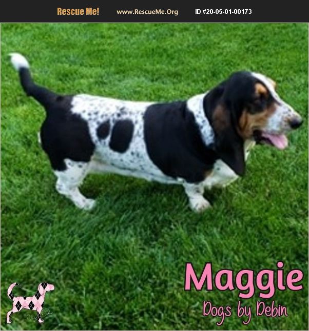 ADOPT 20050100173 Basset Hound Rescue Kansas City, MO