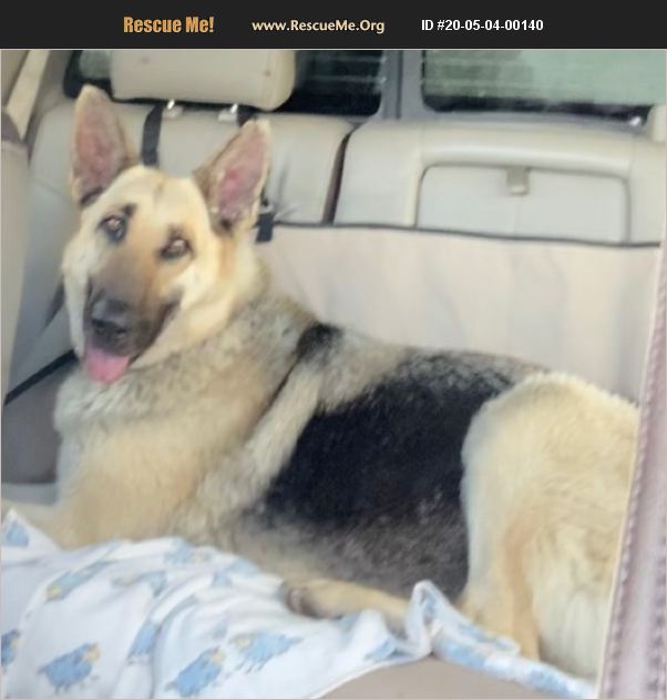 ADOPT 20050400140 German Shepherd Rescue Yuba city, CA