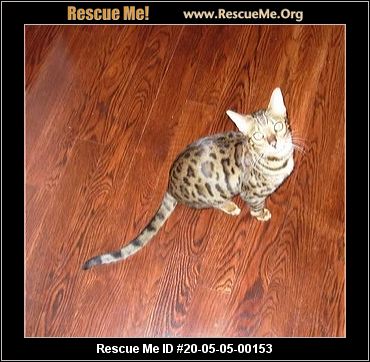 Missouri Cat Rescue Adoptions Rescue Me