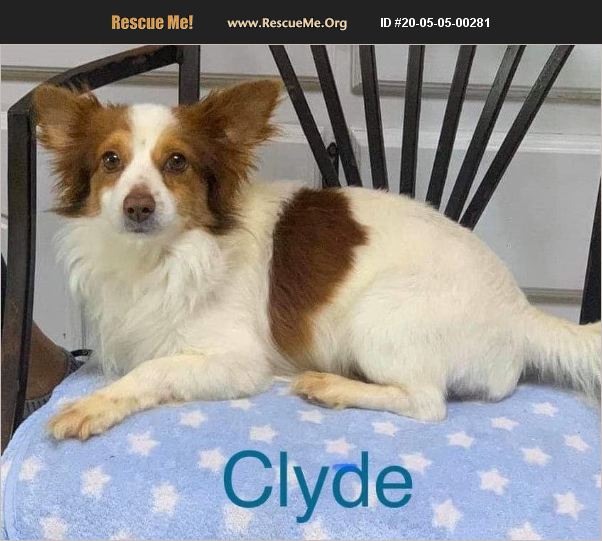 ADOPT 20050500281 Papillon Rescue Glendale, AZ