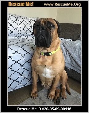New Jersey Bullmastiff Rescue Adoptions Me New Jersey Bullmastiff Rescue