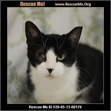 - Virginia Cat Rescue - ADOPTIONS - Rescue Me!