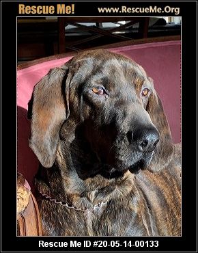 plott hound rescue near me