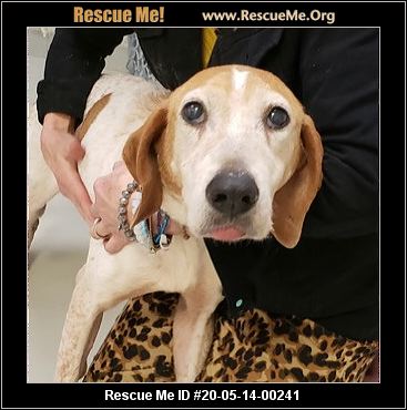 - Virginia Dog Rescue - ADOPTIONS - Rescue Me!