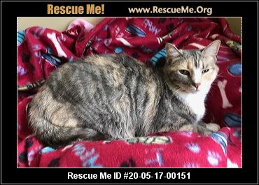 - North Carolina Cat Rescue - ADOPTIONS - Rescue Me!