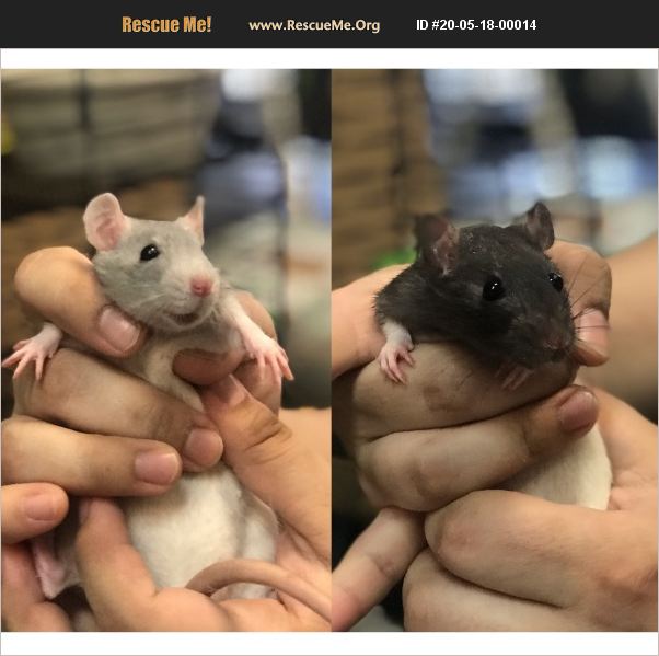 ADOPT 20051800014 Small Mammal Rescue Montclair, CA