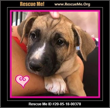 - Arizona Dog Rescue - ADOPTIONS - Rescue Me!