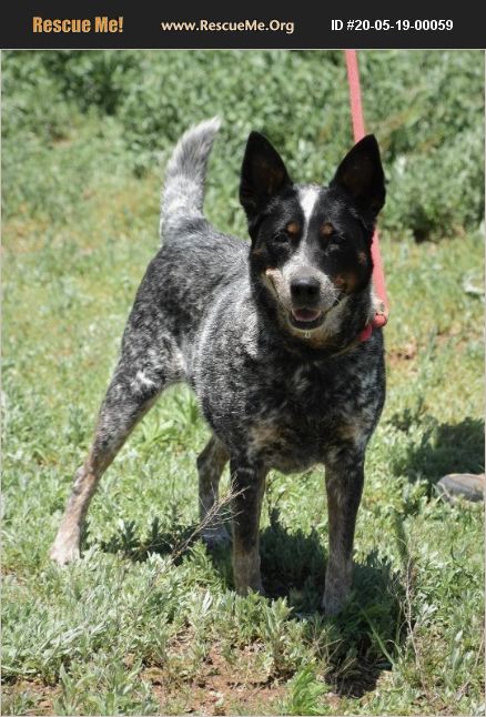 ADOPT 20051900059 ~ Australian Cattle Dog Rescue ~ Cochise, AZ