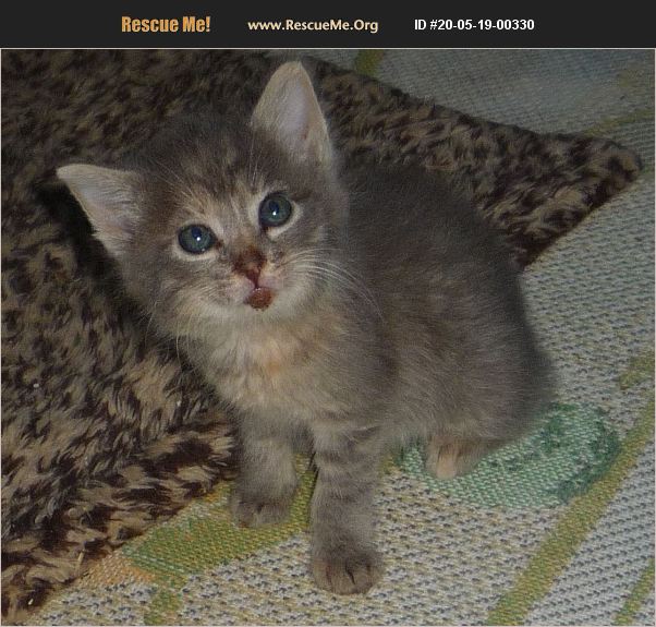 ADOPT 20051900330 Maine Coon Rescue Dallas, TX