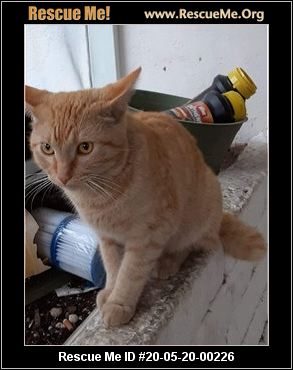 Florida Manx Rescue Adoptions Rescue Me
