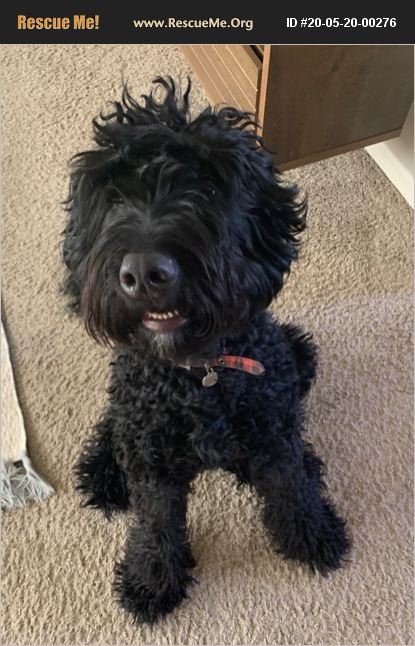 ADOPT 20052000276 ~ Bernese Mountain Dog Rescue ~ Kansas ...