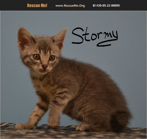 ADOPT 20052200095 Domestic Cat Rescue Lebanon, MO