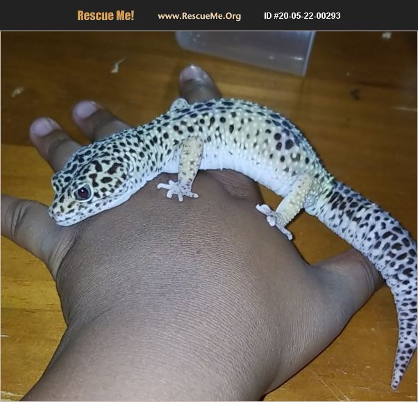 ADOPT 20052200293 Reptile/Amphibian Rescue Tampa, FL