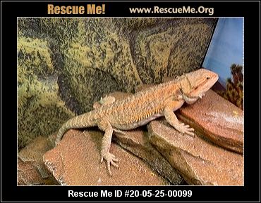 - Rhode Island Reptile/Amphibian Rescue - ADOPTIONS - Rescue Me!