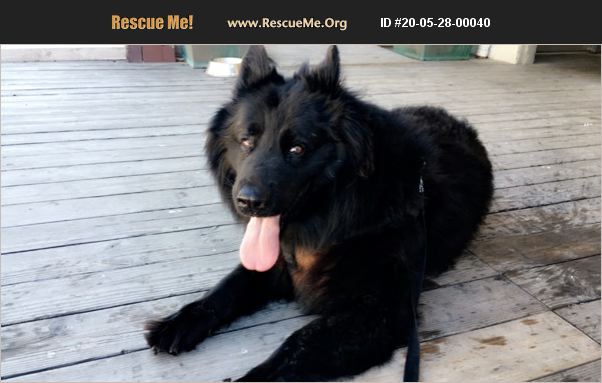 ADOPT 20052800040 ~ Belgian Sheepdog Rescue ~ Ventura, CA