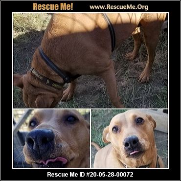 - Wyoming Dog Rescue - ADOPTIONS - Rescue Me!