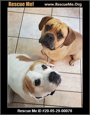 - Ohio Dog Rescue - ADOPTIONS - Rescue Me!