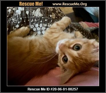 - Texas Cat Rescue - ADOPTIONS - Rescue Me!