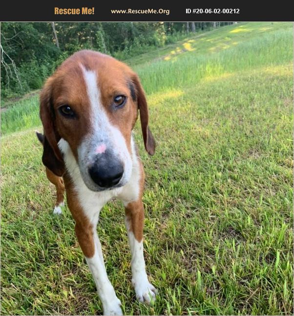 ADOPT 20060200212 Foxhound Rescue Richmond, VA