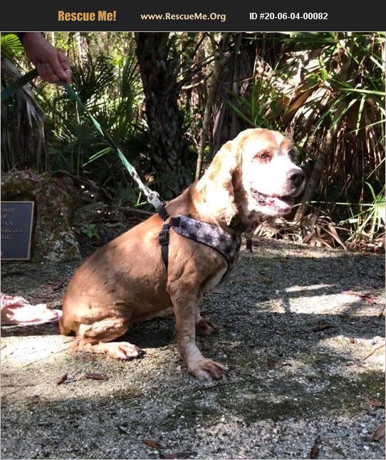 ADOPT 20060400082 Cocker Spaniel Rescue Cape Coral, FL