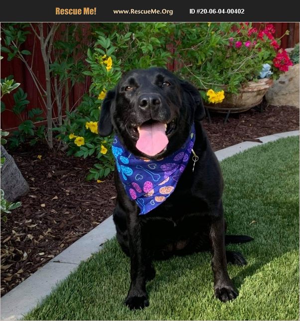 ADOPT 20060400402 Lab Rescue Hemet, CA