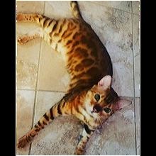 Illinois Bengal Rescue Adoptions Rescue Me