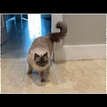 Massachusetts Ragdoll Rescue Adoptions Rescue Me