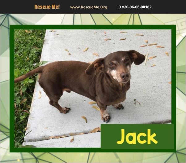 ADOPT 20060600162 ~ Dachshund Rescue ~ Fort Wayne, IN