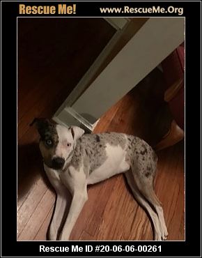 New Jersey Catahoula Rescue Adoptions Rescue Me