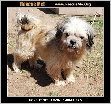 shih tzu rescue new mexico