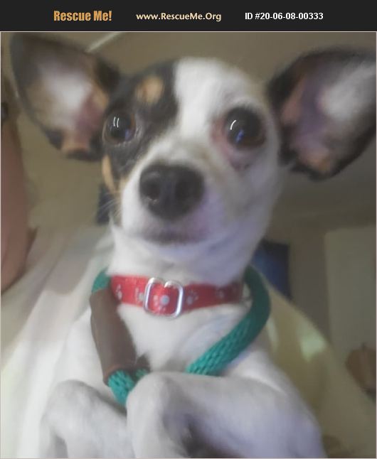 ADOPT 20060800333 Chihuahua Rescue Lebanon, CT