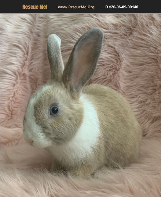 ADOPT 20060900140 Rabbit Rescue Fort Lauderdale, FL