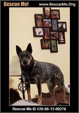 - Florida Dog Rescue - ADOPTIONS - Rescue Me!