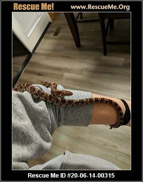 - Washington Reptile/Amphibian Rescue - ADOPTIONS - Rescue Me!