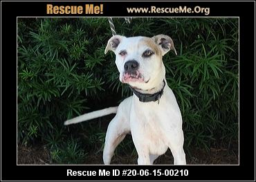 - Georgia Dog Rescue - ADOPTIONS - Rescue Me!