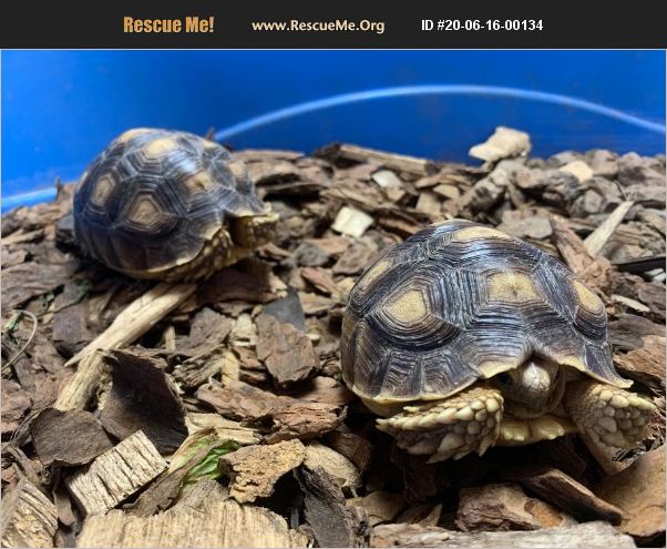 ADOPT 20061600134 ~ Reptile/Amphibian Rescue ~ Glendale, AZ