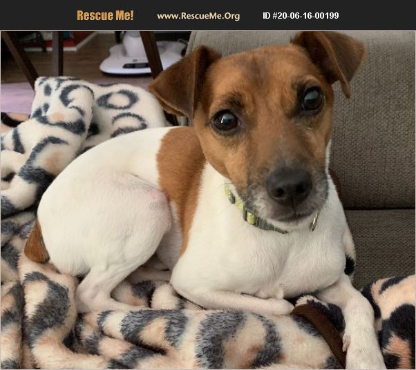 ADOPT 20061600199 Jack Russell Rescue Lancaster, PA