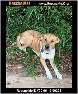 - Florida Dog Rescue - ADOPTIONS - Rescue Me!