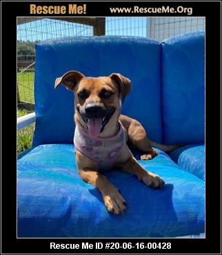 - Florida Dog Rescue - ADOPTIONS - Rescue Me!