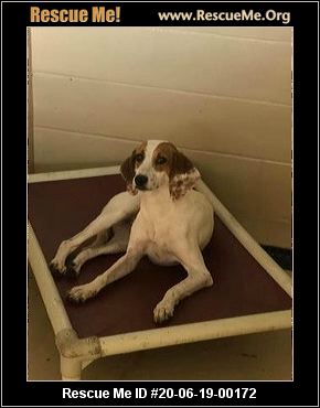 - Florida Dog Rescue - ADOPTIONS - Rescue Me!