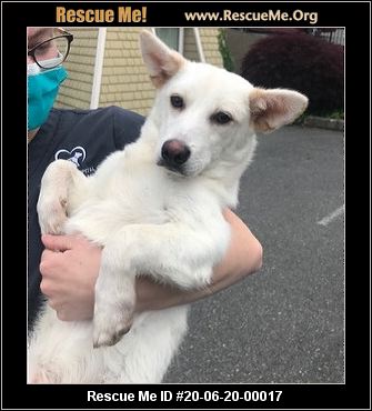 Aberdeen Scottish Terrier Rescue Renton Wa Available Pets